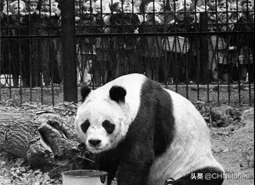 熊猫贝贝美国饲养员,海归大熊猫贝贝中国饲养员