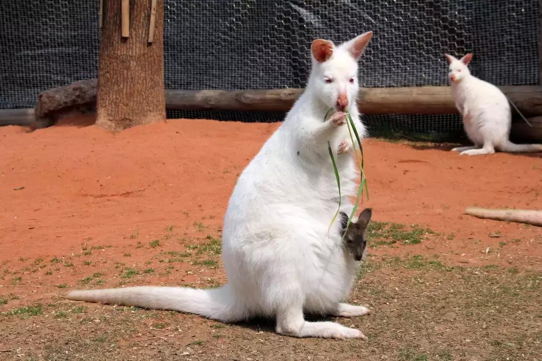 袋鼠界的“白雪公主”，近日找不到孩子他爸了……