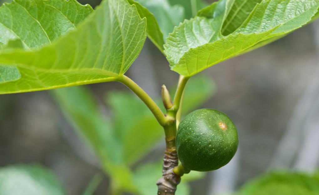 无花果新枝扦插的正确方法,无花果扦插生根木质化多久