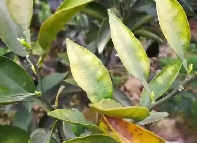 种脐橙果农,种橙子农民