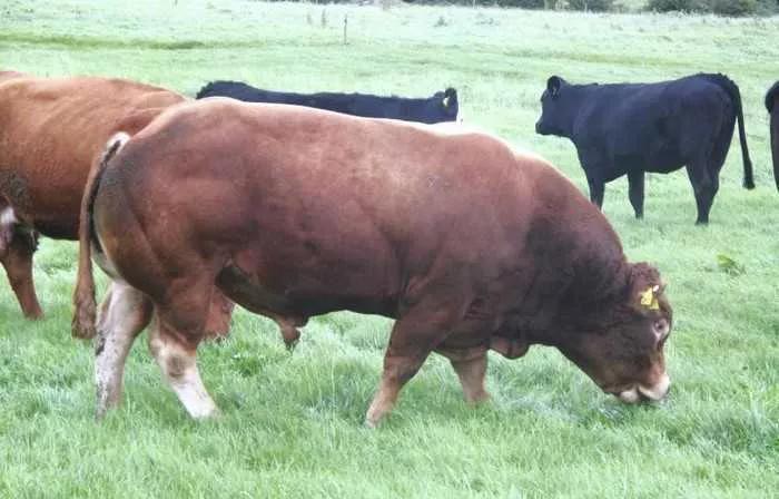 杀害人类的10种食物,盘点十大难以杀死的动物