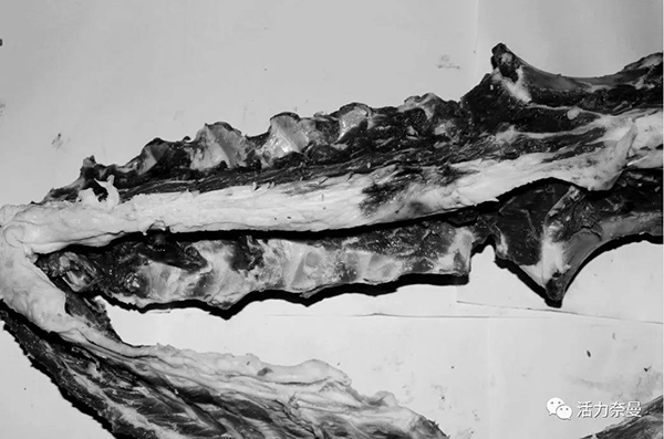 45万奈曼人的名片，太漂亮了！除了中华麦饭石你还知多少？