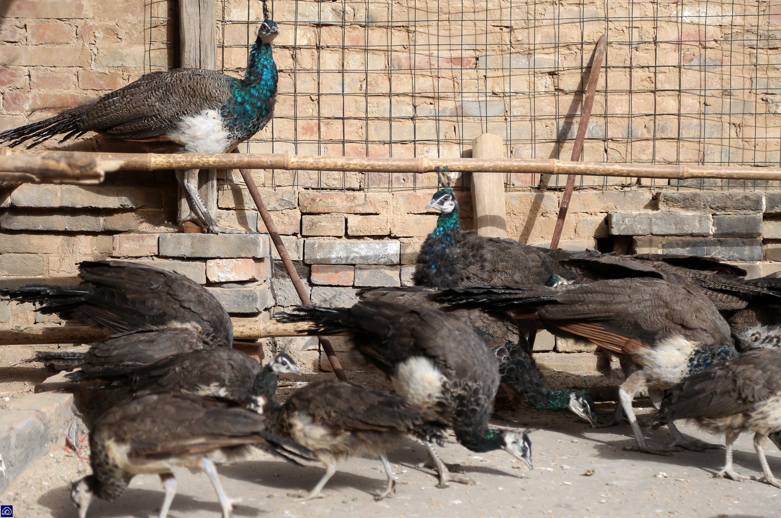 在家里养了差不多十几只孔雀,养孔雀150只