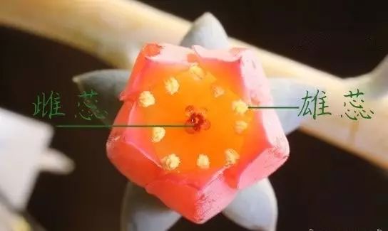 多肉花剑是个宝,多肉花剑可以干什么