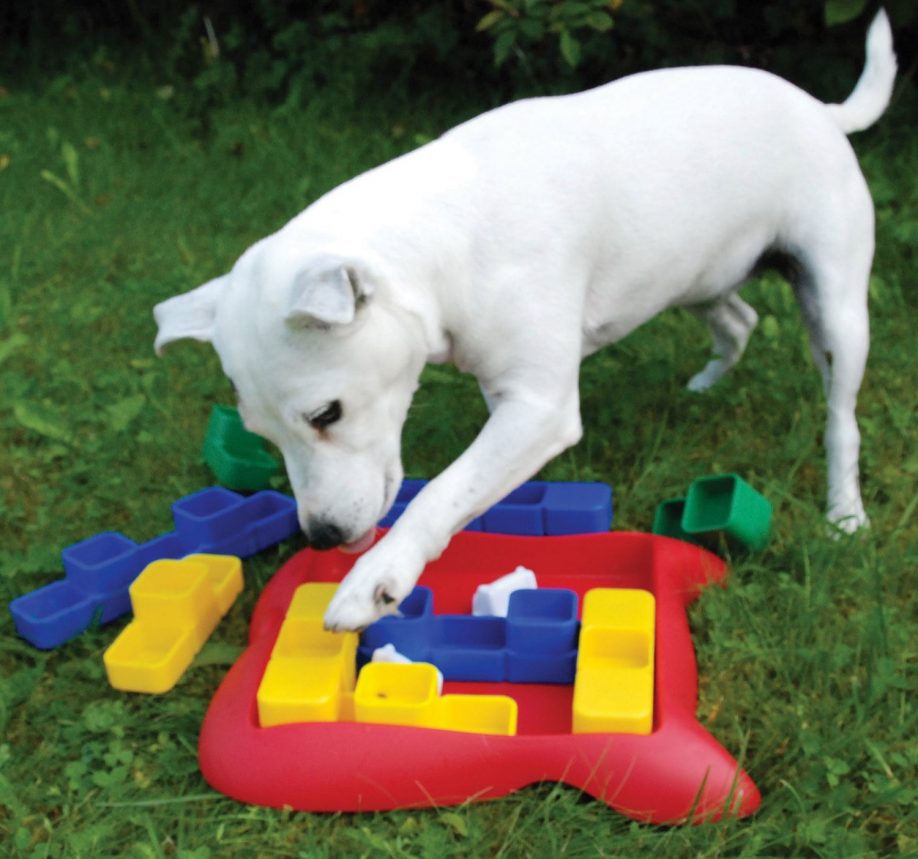 鍑忚交鐙楃嫍鍒嗙鐒﹁檻璁粌,鍙互璁╃嫍鐙楀揩涔愭垚闀跨殑鐜╁叿