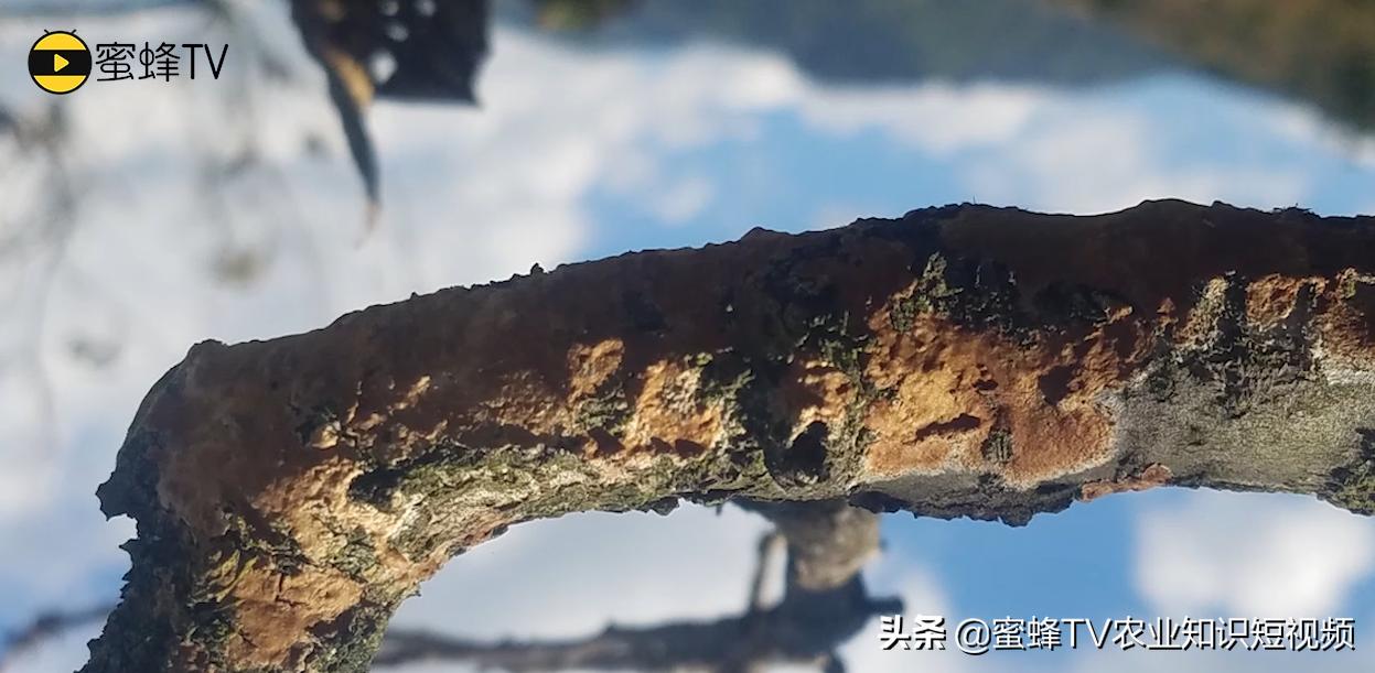 樱桃树干腐病是怎么回事,大樱桃腐烂病怎么治病