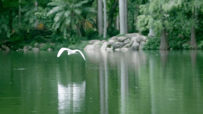华侨城一期西区,华侨城发展历程