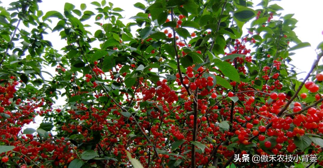 温室大棚大樱桃的高产栽培技术,一根棍大樱桃密植高产树形管理
