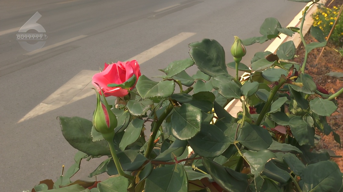 绿化带的月季花被偷,绿化带里的花被人偷了