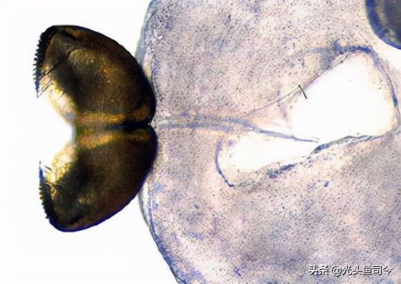 常见几种鱼体寄生虫,鱼类身上肉眼可见的寄生虫