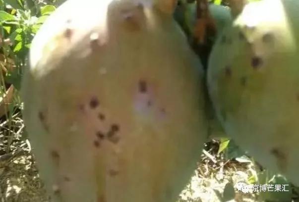 芒果角斑病能彻底治愈吗,芒果角斑病是怎样引起的