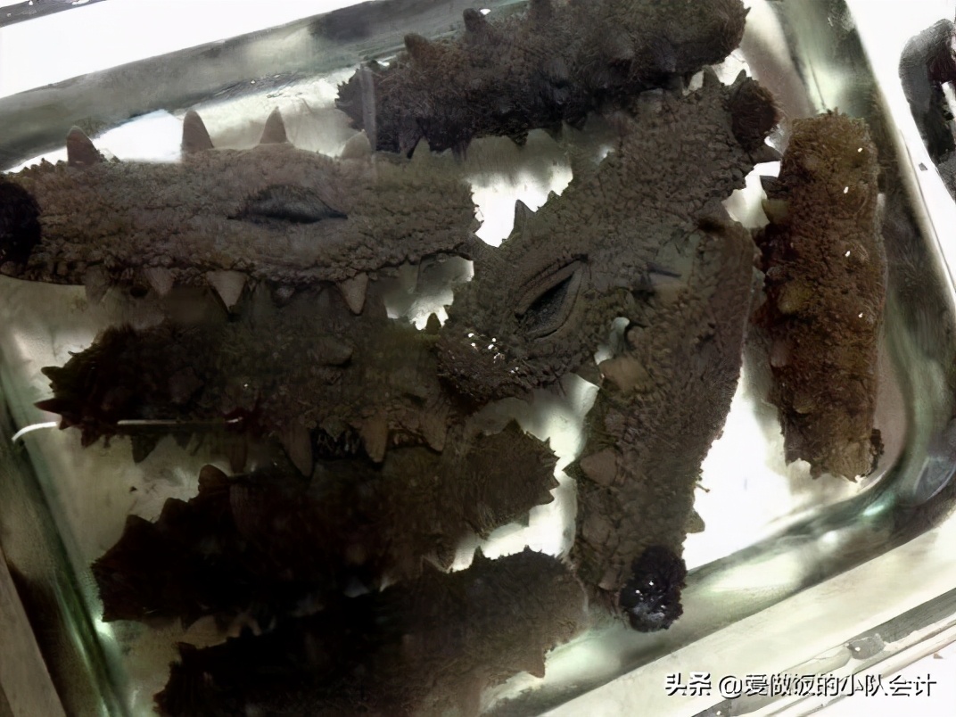 海参怎么发?告诉你海边人的方法,发出来又大又弹口感好,很实用