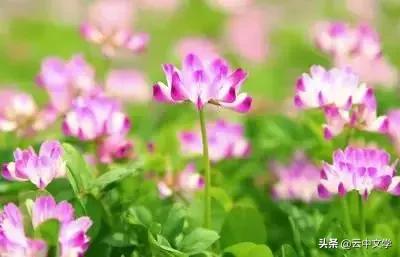 花语大全100种花图片,100种花的花语太全了