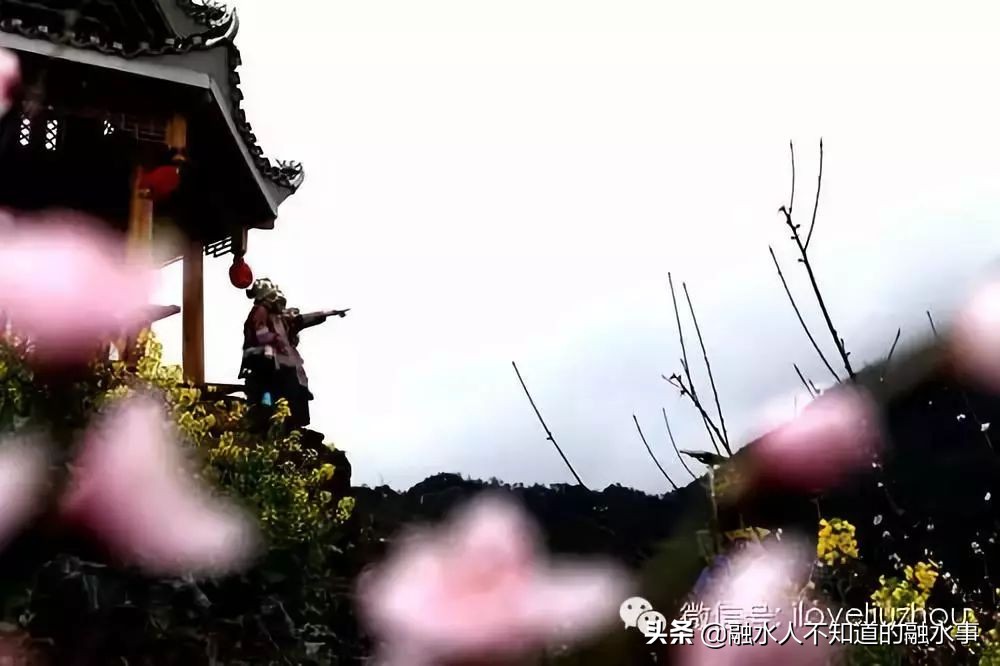 融水千亩桃花竞相盛开,融水2020桃花赏花时间表