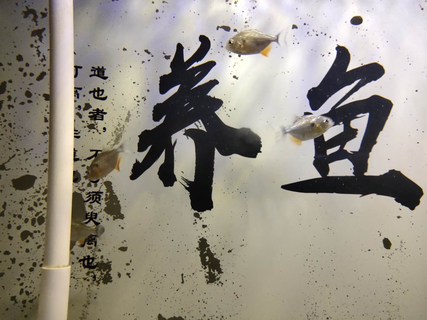 最名贵的水虎鱼排行,水虎鱼多大的好养