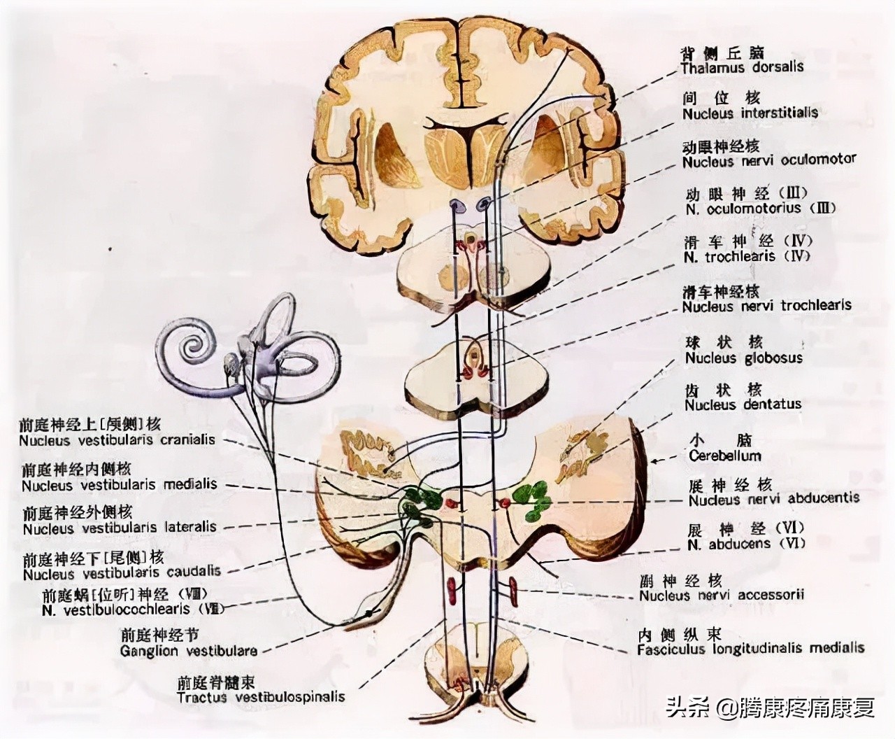 前庭损伤导致的眩晕,前庭系统性眩晕的原因