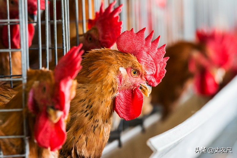 中国鸡肉消耗量,我国鸡肉进口逐年下降