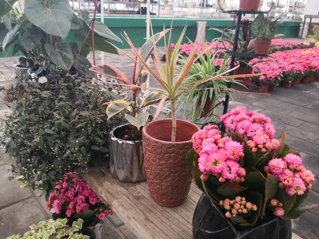 打卡北京紫谷伊甸园虞美人花海,通州看花的景点推荐免费