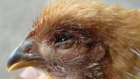 打呼噜导致咳嗽是怎么回事,打呼噜然后突然咳嗽什么情况