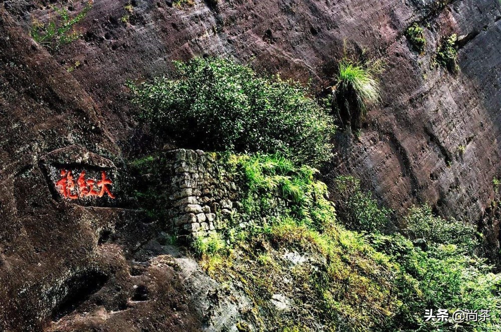 贾母喝老君眉茶,红楼梦中的老君梅是什么茶