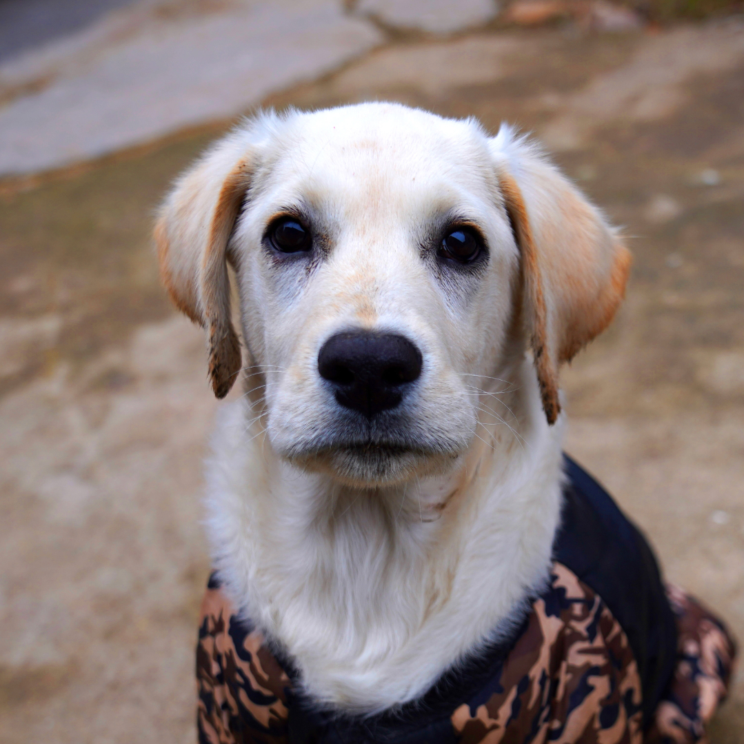 狗狗得了犬瘟热的症状,狗狗得犬瘟怎样算是治愈了