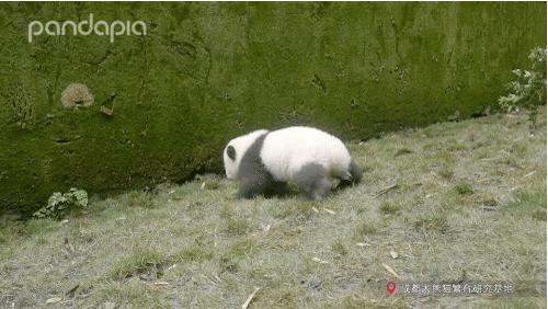 不能出去玩怎么办?滚滚表示在家也可以很快乐