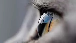 猫狗总是有眼屎，是正常还是生病了？宠物医生教你如何简单判断