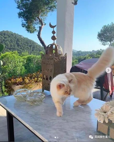 老佛爷的猫继承多少遗产,老佛爷去世后财产留给了一只猫