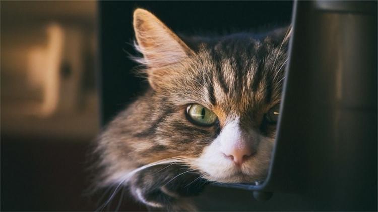 交易猫骗子手段,卖猫诈骗案件