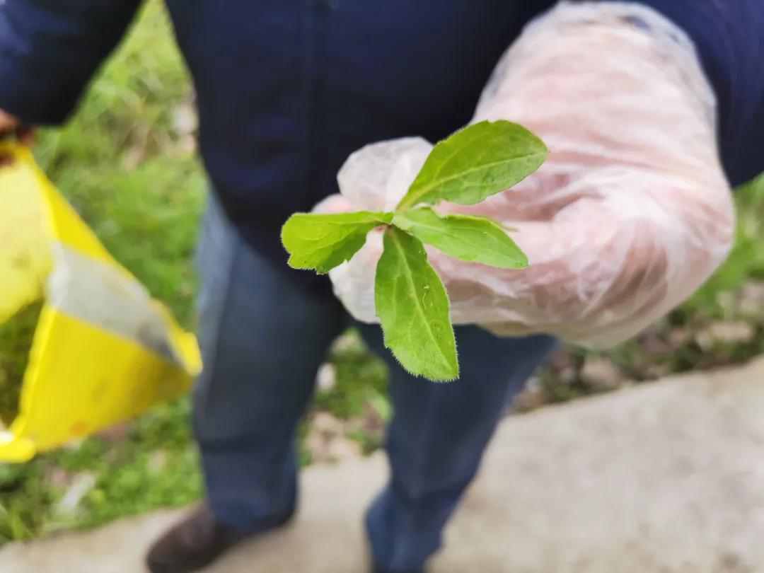 南京城市野菜猎人实录