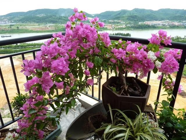 想要养好花就得配好土,想要养好每一束花