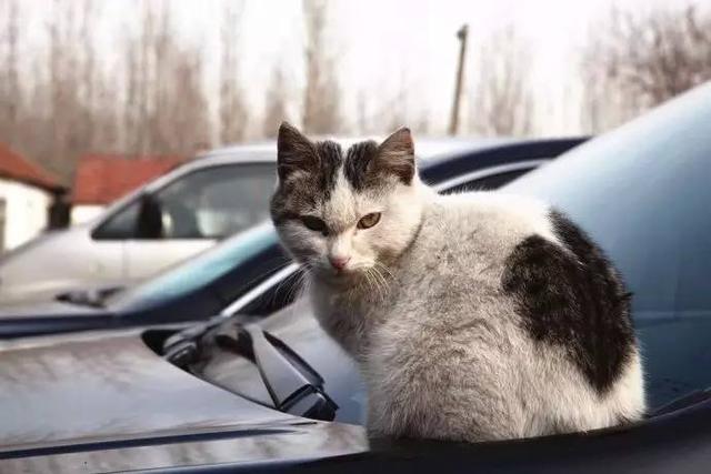 带猫小技巧,带猫都怎么出行