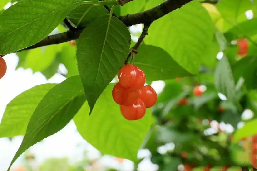 宁波横溪樱桃采摘,宁波周边樱桃采摘