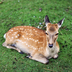 日本亲子游,带娃游日本迪士尼攻略