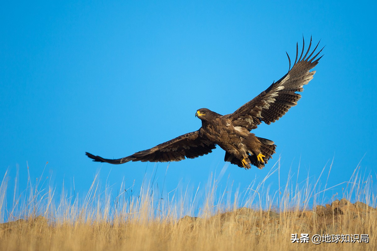 如何起一个蒙古族名字,起个最长的蒙古族名字