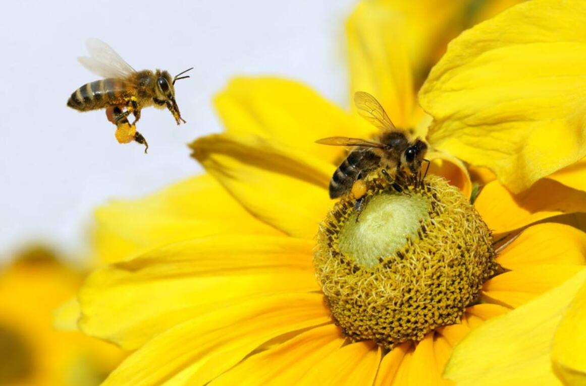 勤劳的精灵，采得百花酿成蜜，让人类享受自然的甘甜