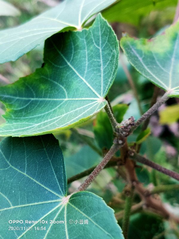这种花通常用来比作美丽的女子,有人拿来做药,还有人当野菜吃