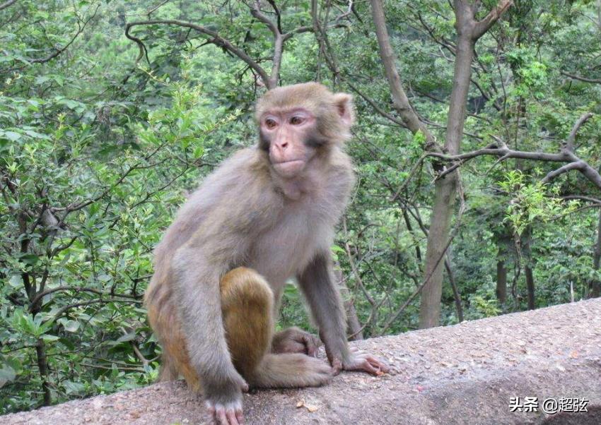 不同动物之间互相交配是否有违伦理道德？