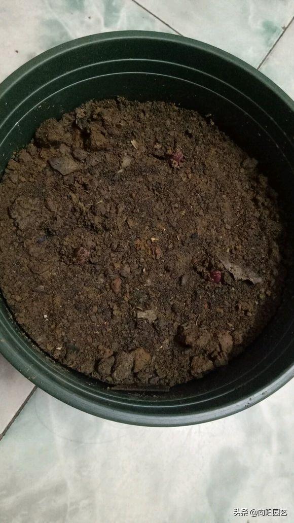 把百合种在花盆里能不能浇水,花无缺水溶肥种植百合