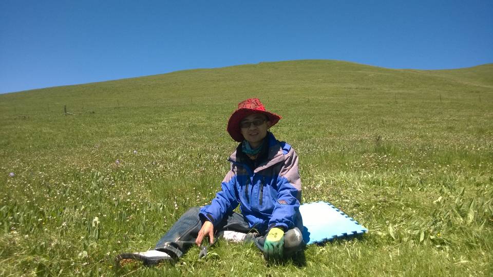 牧草牛羊吃了长得快不生病,牛羊吃什么预防病虫