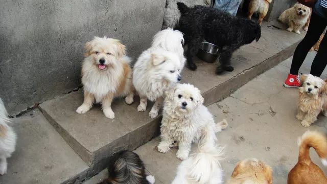 领养狗狗又反悔,领养狗后可以七天无理由吗