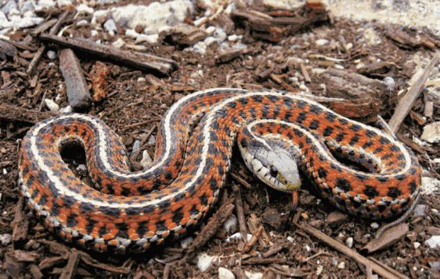 只要19.9元!3000+昆虫萌宠来袭!首届昆虫萌宠主题沉浸展空降武汉