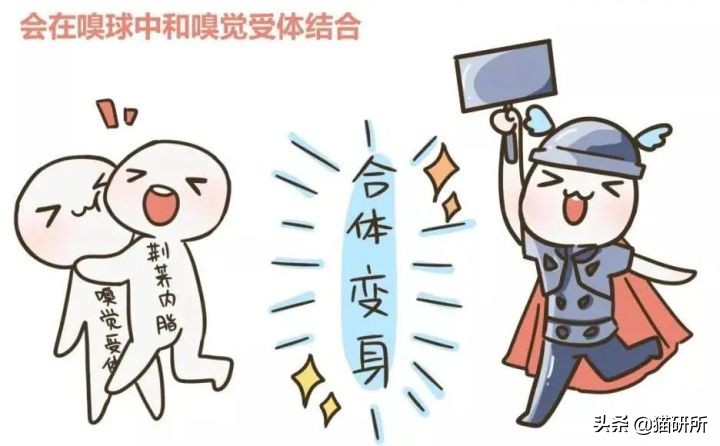 当猫咪第一次吸猫薄荷,猫咪会对薄荷过敏吗