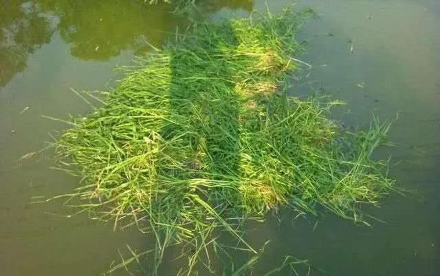 原来大鱼进窝会有这些现象，老钓手一说，让我茅塞顿开