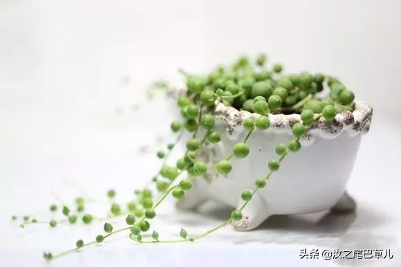 多肉佛珠可以放卧室吗,多肉佛珠可以放在鱼缸里吗