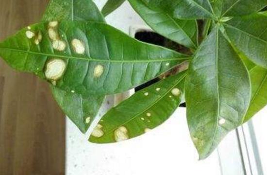 发财树的叶子发黄斑病变,发财树长黄斑叶子变黄是什么原因