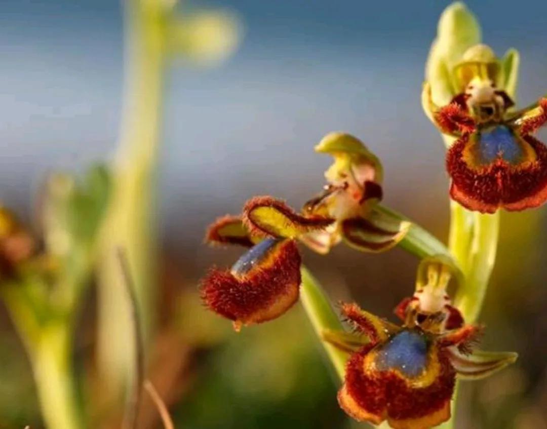 父亲节礼物花,父亲节送什么花好看