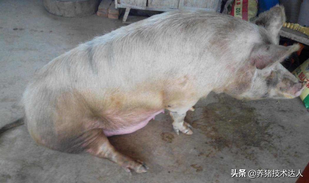 母猪总是流产怎么回事,母猪产仔前吃食少怎回事