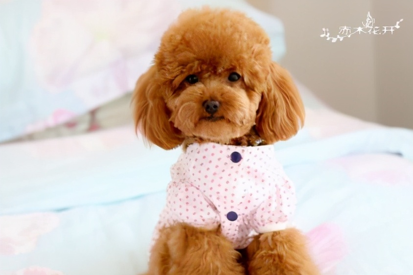 泰迪有这几大行为,说明它生病了