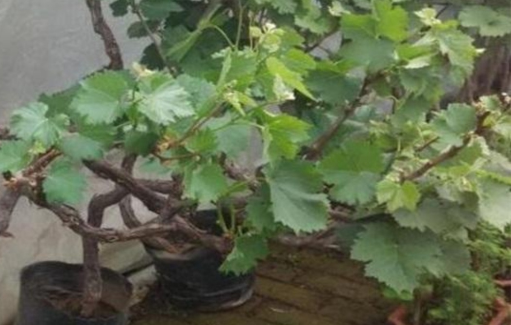 葡萄树冬天发芽了怎么办,葡萄树冬天11月份发芽怎么办